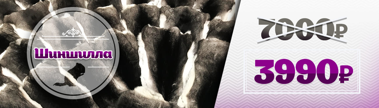 шиншила